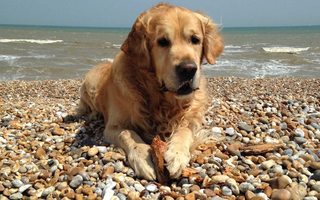 Dog friendly things to do