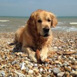 Dog friendly coastal cottages and beaches in Camber