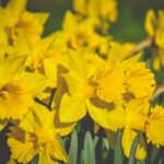 Things to do for Easter in Kent and East sussex – check out the daffodils
