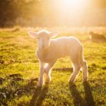 Things to do for Easter. Find Easter lambs frolicking in the sunshine
