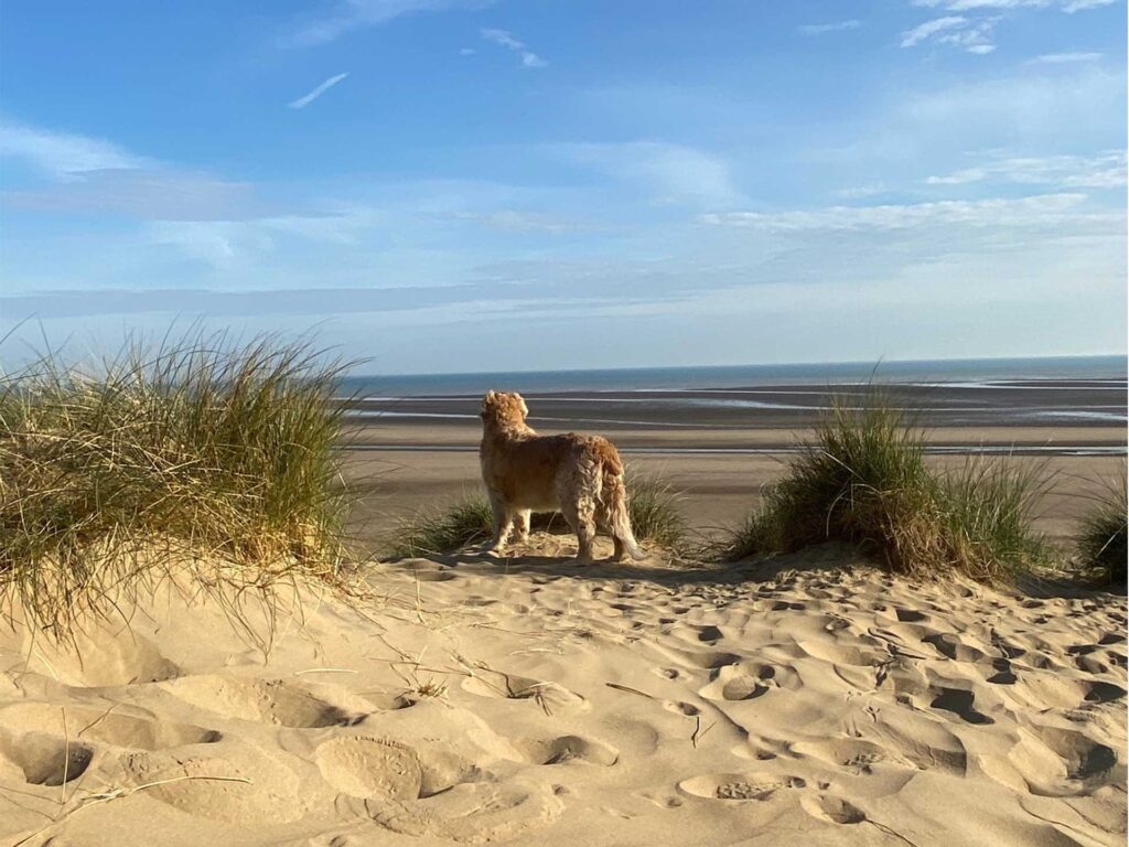 Dog looking out to sea at Camber Sands - dog friendly beach
