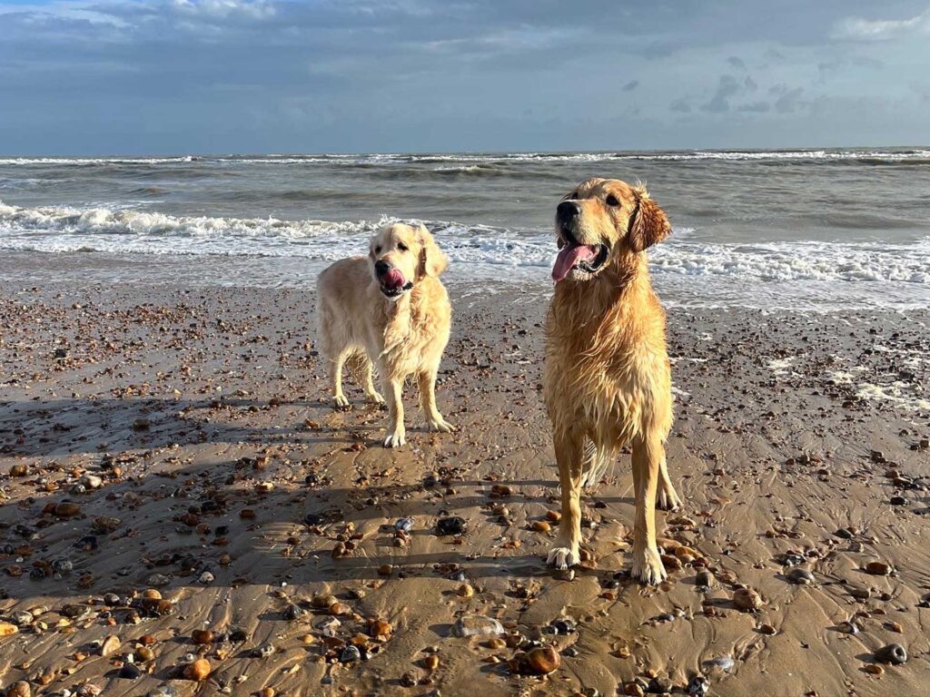 Year-round dog friendly beaches in East Sussex