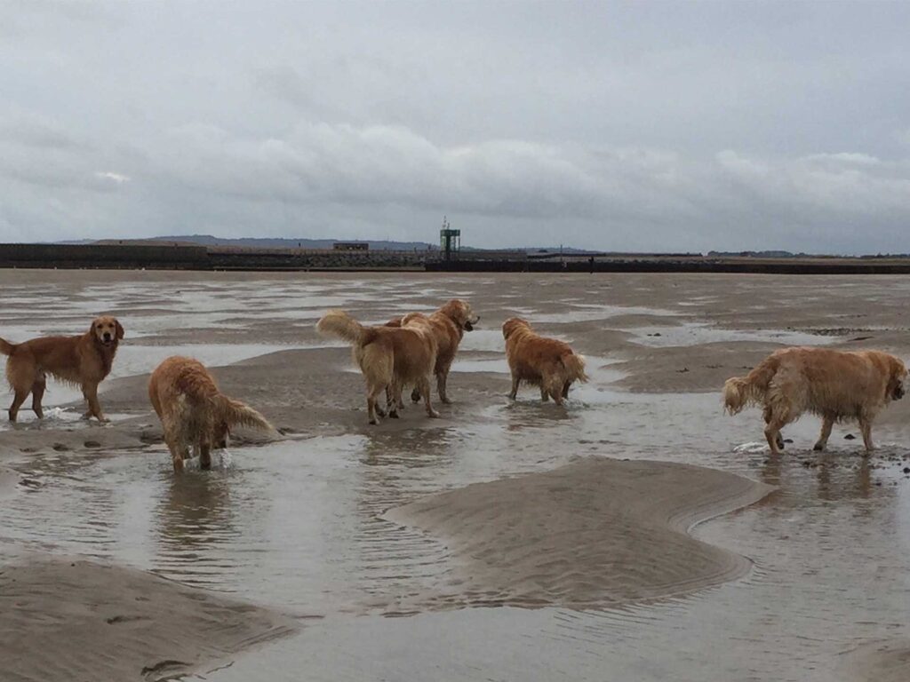 Dogs on the sands in East Sussex