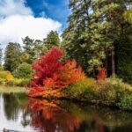 The glorious colours of autumn at Bedgebury Pinetum