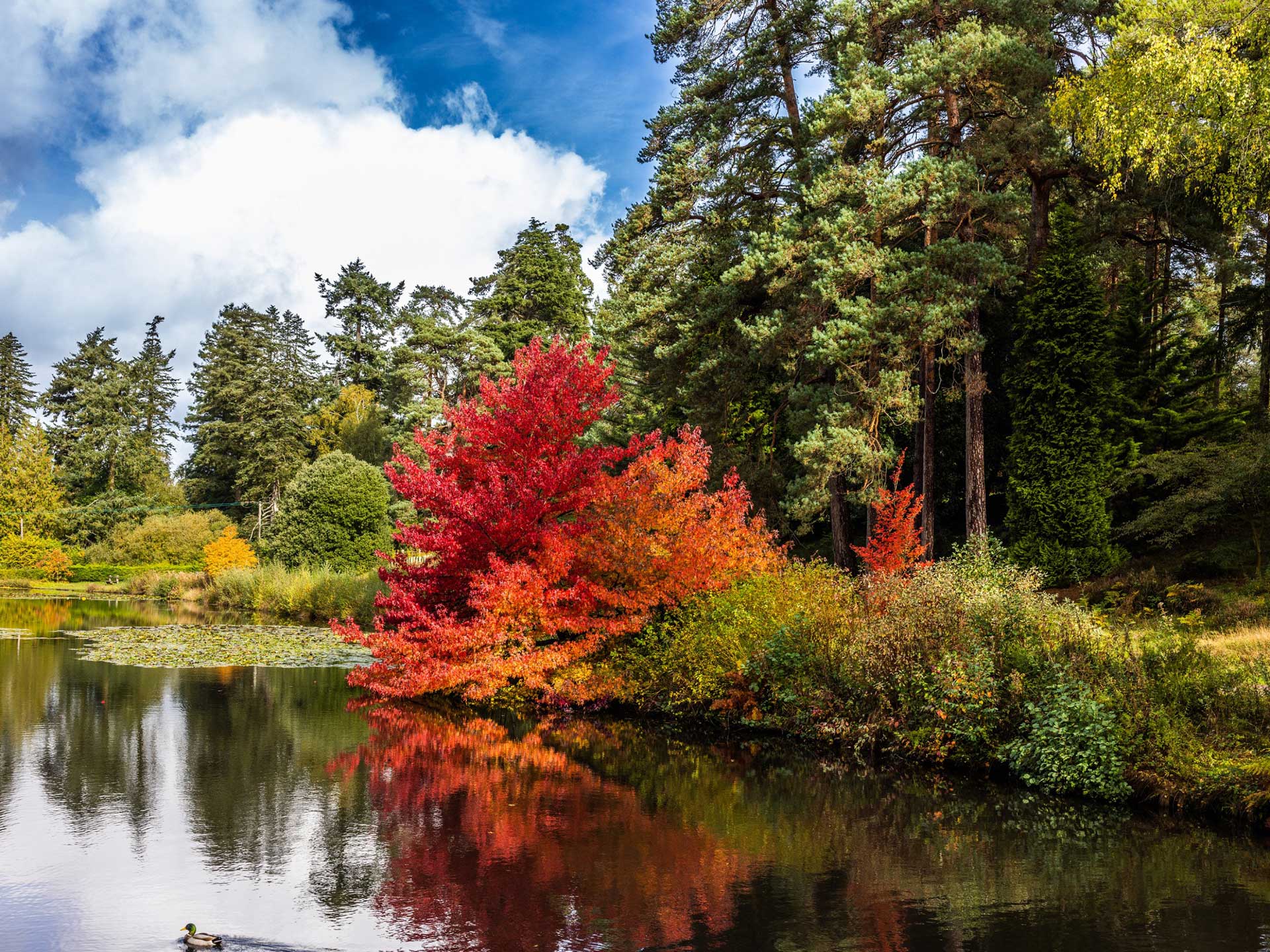 The glorious colours of autumn at Bedgebury Pinetum