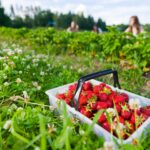 Strawberry picking is one of the best family-friendly things to do