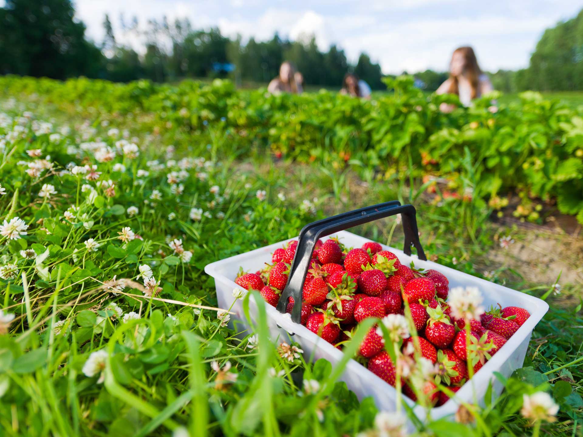 Strawberry picking is one of the best family-friendly things to do
