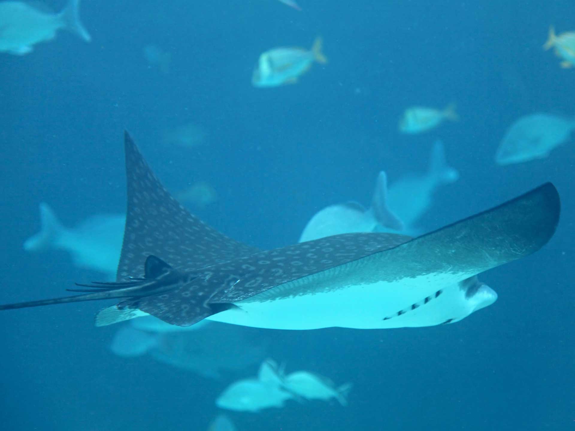 Don't miss a family visit to Hastings Aquarium