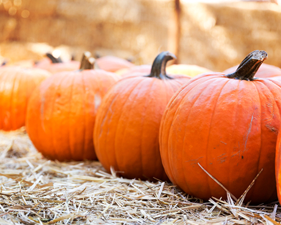 Go pumpkin picking at Tibbs Farm ready for Halloween for October half term