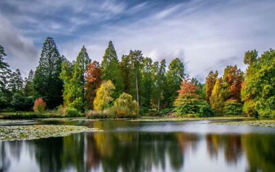 Autumn in Camber newsletter 2024