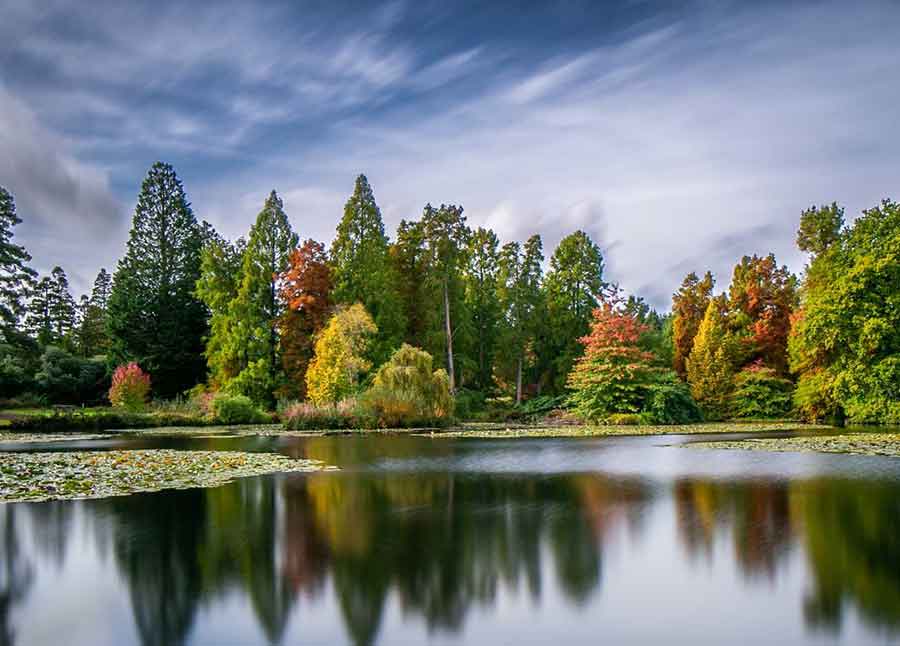In the autumn/winter months Bedgebury Pinetum comes to life