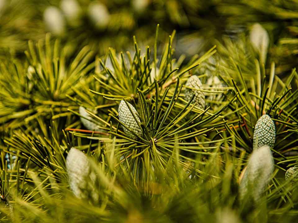 Smell the winter scents of the evergreens at Bedgebury Pinetum