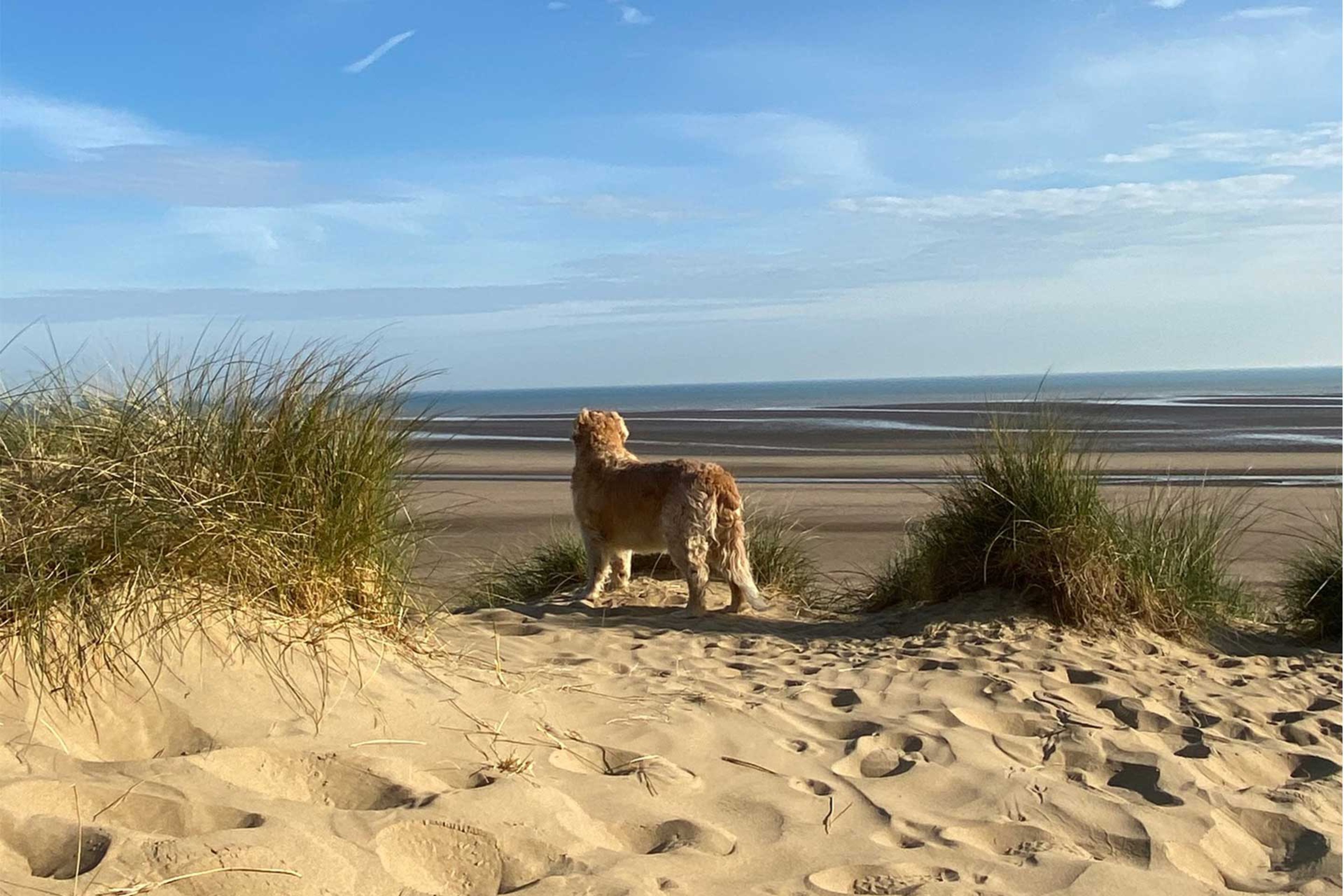Dog looking out to sea at Camber Sands - dog friendly beach